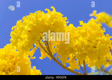 Abstract soft blurred and soft focus of Silver trumpet tree,Tree of gold,Paraguayan silver trumpet tree,Bignoniaceae, flower with blue sky background. Stock Photo