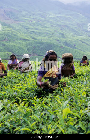 woman working in tea garden, munnar, kerala, india, MR Stock Photo