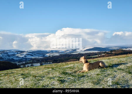 Powys, UK, winter. A rough coated lurcher dog resting on a winter walk over Stonewall Hill in the border country between England and Wales. Stock Photo