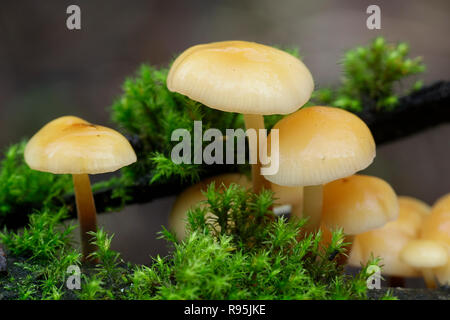 Enokitake, Flammulina velutipes, also called futu, seafood mushroom, winter mushroom, winter fungus, velvet foot, velvet stem or velvet shank Stock Photo