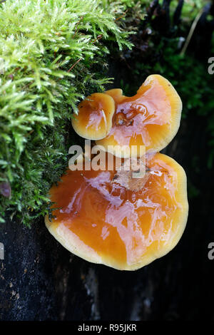 Enokitake, Flammulina velutipes, also called futu, seafood mushroom, winter mushroom, winter fungus, velvet foot, velvet stem or velvet shank Stock Photo