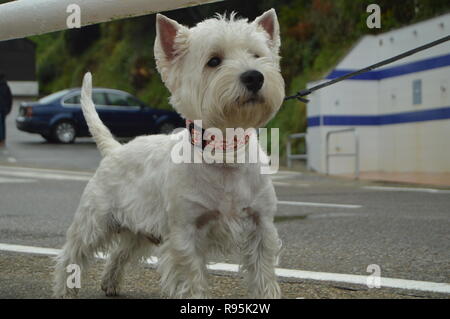 Portrait Of A Wonderful West Highland White Terrier On The Beach Of El Aguilar On A Rainy Day. July 29, 2015. Landscapes, Nature, Travel. Muros De Nal Stock Photo