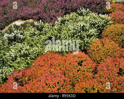 Colourful mixed heather plants flowering in a garden in winter