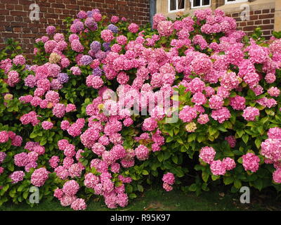 Abundant pink flowers on a Hydrangea bush in front of a house Stock Photo