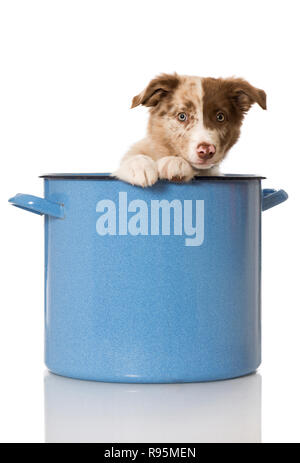 Border collie puppy sitting in a big blue pot and looking out Stock Photo