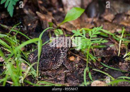 Vadnais Heights, Minnesota. John H. Allison forest. American toad, Bufo americanus in the forest. Stock Photo