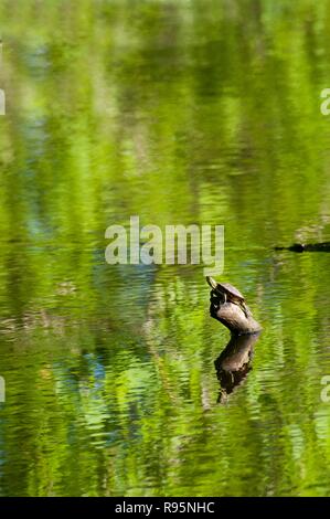 Little Canada, Minnesota. Gervais Mill Park. Western Painted Turtle, Chrysemys picta bellii, sitting on a log in the park. Stock Photo