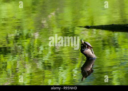 Little Canada, Minnesota. Gervais Mill Park. Western Painted Turtle, Chrysemys picta bellii, sitting on a log in the park. Stock Photo