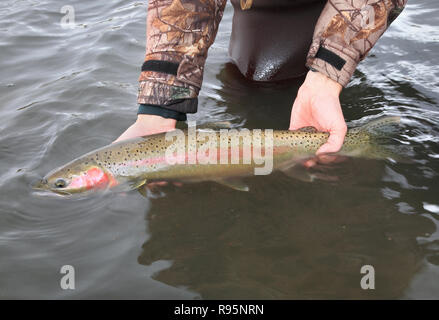 closeup person releasing a wild-caught steelhead trout in river Stock Photo