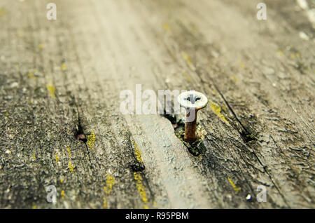 old nail in wooden wall Stock Photo