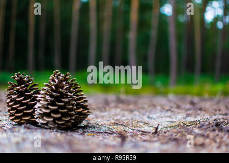 background image of to coins in the foreground and many trees in the background Stock Photo