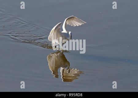 White egret with wings outstretched showing its sophisticated fishing technique. Douro river, north of Portugal Stock Photo