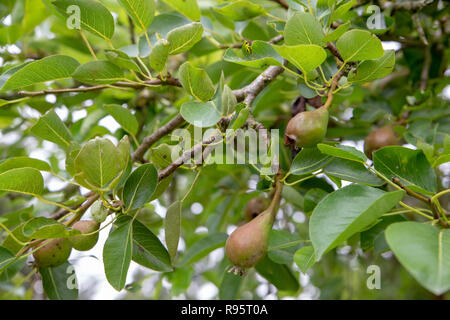 Young unripe pears growing on a pear tree in an organic garden in New Zealand Stock Photo