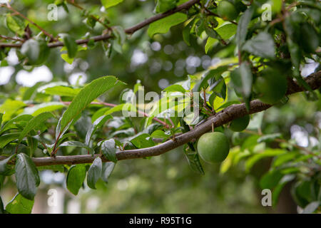 Unripe green plums growing on a plum tree in an organic orchard Stock Photo