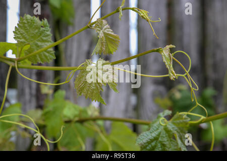 Grape vine tendrils grow and reach out looking for support to attach to Stock Photo