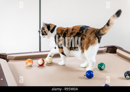 Curious calico cat walking, standing on top of billiard, pool table, striking, breaking with paw white ball, game of snooker, balls set in living room Stock Photo