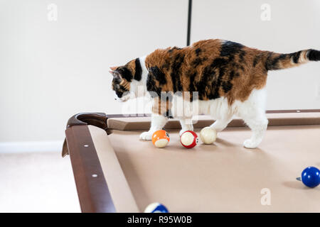 Curious calico cat walking, standing on top of billiard, pool table, striking, breaking with paw white ball, game of snooker, balls set in home house  Stock Photo