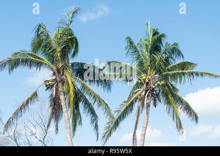 Closeup of two colorful orange yellow bright palm trees, leaves, green unripened coconuts fruit, branches isolated against blue sky in Miami, Florida  Stock Photo