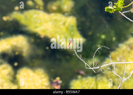 Red dragonfly back sitting on dry tree, bush branch, green leaves in Florida keys marsh, bog, swamp, wetland, blurred, blurry bokeh background, wings Stock Photo