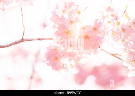 Looking up, low angle closeup view of one vibrant pink cherry, sakura blossom tree branch, sky, flower petals in spring, springtime Washington DC, sun Stock Photo