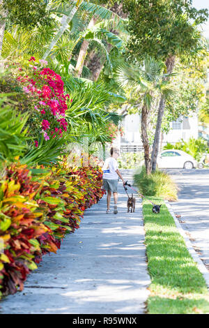 Key West, USA - May 1, 2018: Senior, old, elderly woman, female retiree walking two dogs on leash in Florida keys urban city in sunny summer on street Stock Photo
