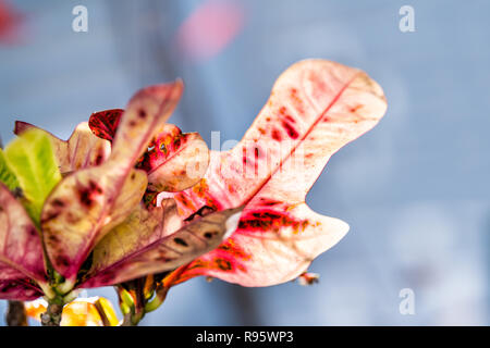 Closeup multicolored, red, green, yellow, pink, vibrant, variegated codiaeum variegatum, petra croton, plant leaf, leaves, garden, outside, outdoor, s Stock Photo