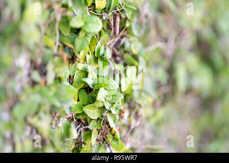 Background of green ivy vine with leaves growing on wall in Florida, Key West, side view, blurred, blurry background, bokeh, branches Stock Photo