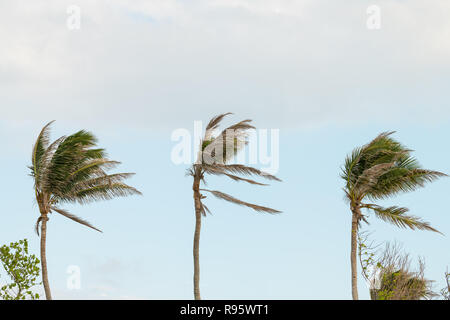 Three palm trees, palms swaying, moving, shaking in wind, windy weather in Bahia honda key in Florida keys isolated against blue sky at sunset, dusk Stock Photo