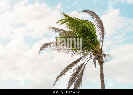 One palm tree swaying, moving, shaking in wind, windy weather in Bahia honda key in Florida keys isolated against blue sky at sunset, dusk Stock Photo