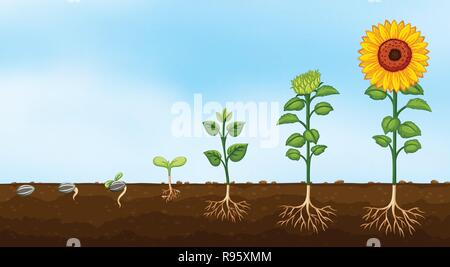 Diagram of plant growth stages  illustration Stock Vector