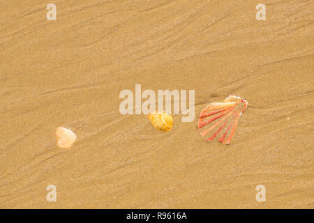 Seashells on a sandy beach in Albufeira. Algarve, Portugal Stock Photo