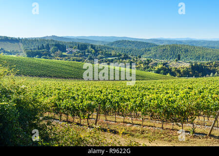 Vineyard in Chianti region. Tuscany landscape. Italy Stock Photo