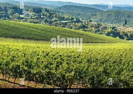 Vineyard in Chianti region. Tuscany landscape. Italy Stock Photo