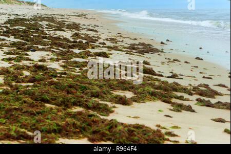 Tina on the seashore, dark green algae pollute the seashore Stock Photo