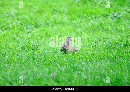 Adult rabbit (Oryctolagus cunniculuc) in long grass; Kent, UK. Stock Photo