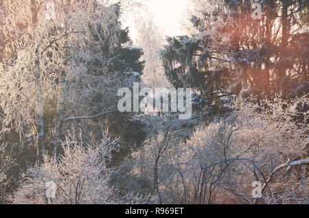 Stock image. Branches of trees and bushes in rime ice. Winter sunny forest landscape.