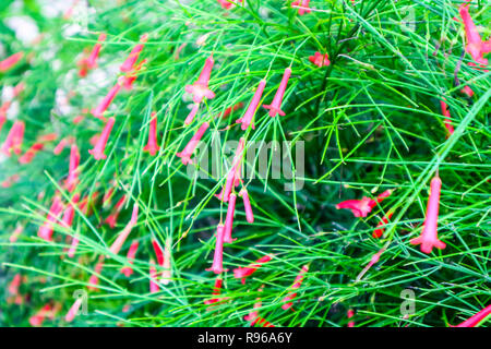 Fountainbush, Firecracker plant, Coral plant,Coralblow, Fountain plant. The wood is pickled with liquor. Eat as a drug to help appetite. Roasted firec Stock Photo