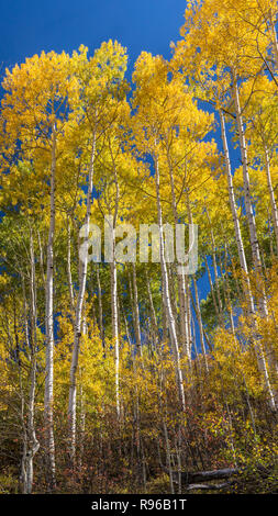 A colorful stand of golden Apsen trees off East Dallas Road in the Uncompaghre National Forest near Ridgeway, Colorado. (vertical panorama) Stock Photo