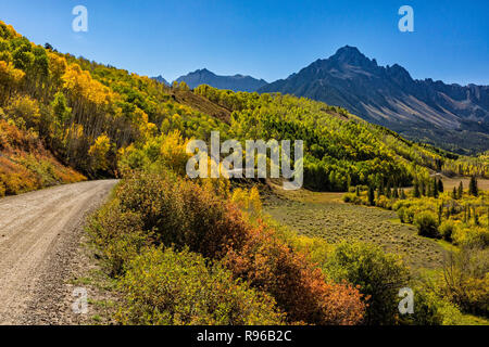 A colorful stand of golden Apsen trees on East Dallas Road in the Uncompaghre National Forest near Ridgeway, Colorado. Stock Photo