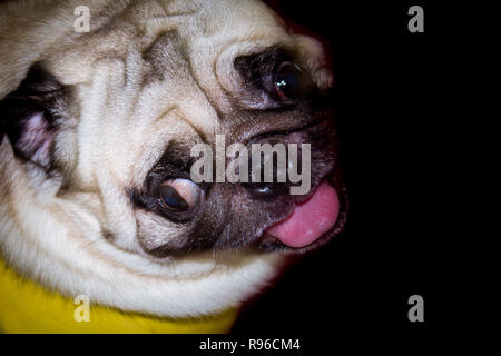 A cute fawn colored French Bulldog on black background. Puppy of the French bulldog sitting on her buttocks and looking up. Studio shot. Copy space. Stock Photo