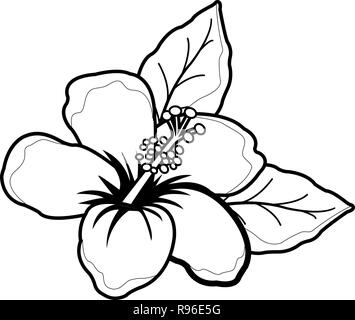 hawaiian flower coloring pages