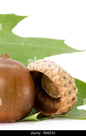 Red oak (Quercus rubra) acorn and cupule separated on green leaf in autumn. Stock Photo