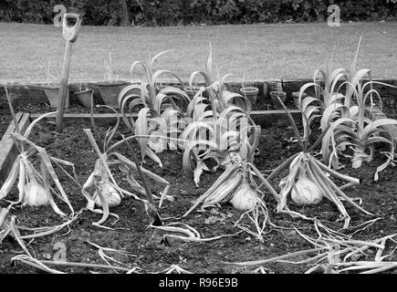 onions growing in an allotment northumberland england Stock Photo