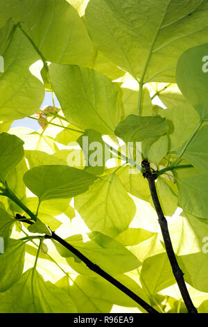 backlit tree  leaves Stock Photo