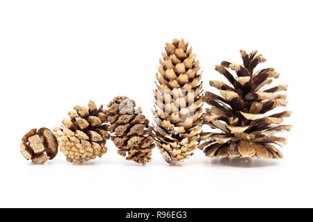 Five different fir pine cones standing in row, isolated on white Stock Photo