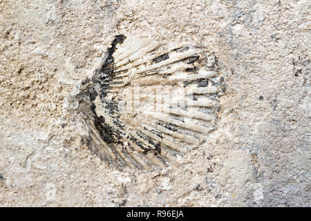 Sea shell in limestone built in the Holy Trinity Statue in Sopron, Hungary. The stone was formed 15 million years ago. Stock Photo