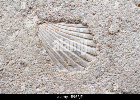 Sea shell in limestone built in a statue. The stone was formed 15 million years ago. cockle Stock Photo