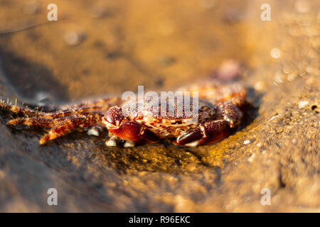 Orange and red crab resting on the rock by the sea in Croatia. Taken just before sunset in citiy called Umag. Stock Photo