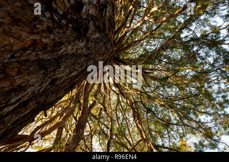 Giant redwood Sequoiadendron giganteum branches photographed from below upwards. Composition of tree trunk and radial branches. Stock Photo