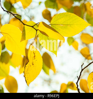 Golden paper mulberry Broussonetia papyrifera leaves on a branch in autumn / fall. Stock Photo